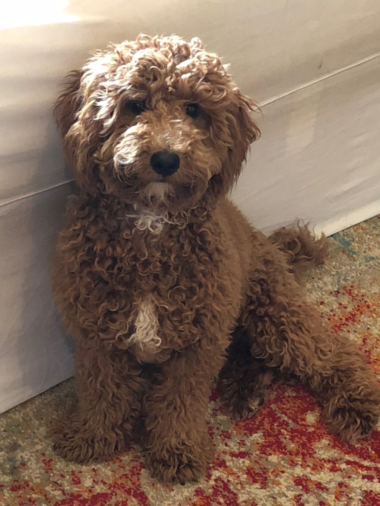 Мальтийская болонка и Йоркширский терьер