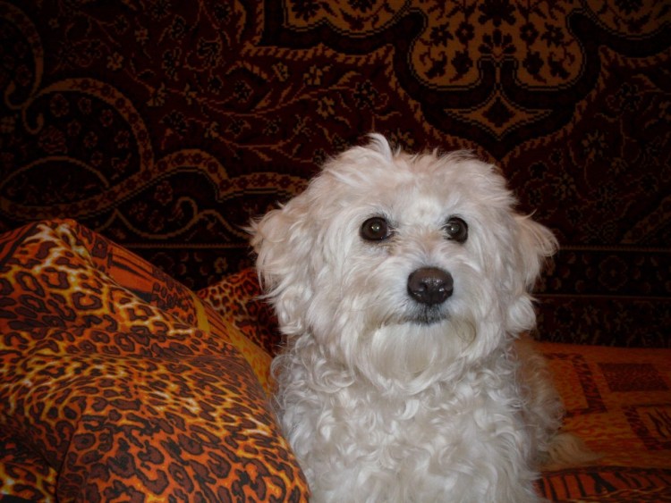 Терьер пинчер лохматый