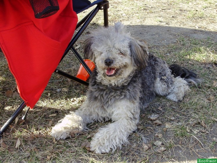 Болонка терьер