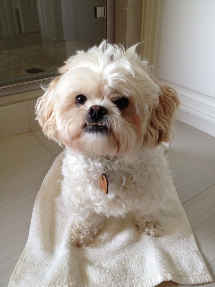 Метис порода болонка