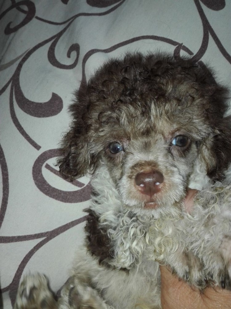 Пудель мальтипу