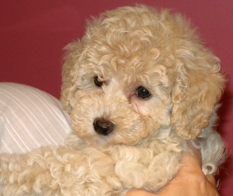 Бишон фризе метис