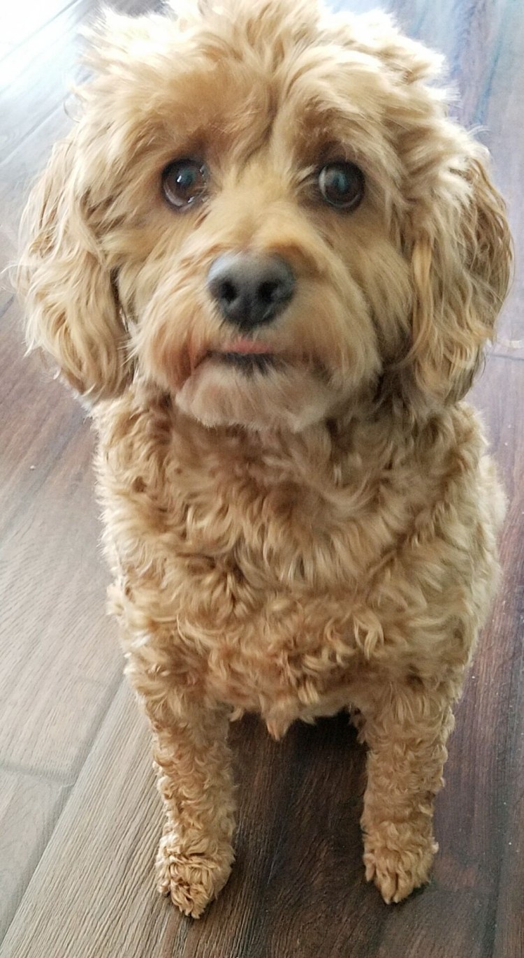 Мальтезе и мальтипу