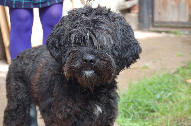 Метис Болонки и Йорка