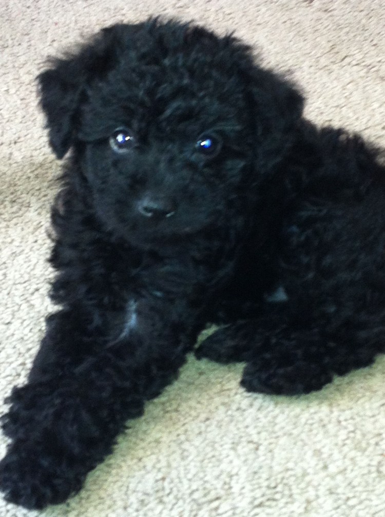 Дейзи Бишон фризе