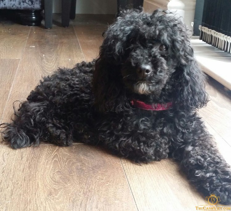 Метис Йорка и той пуделя