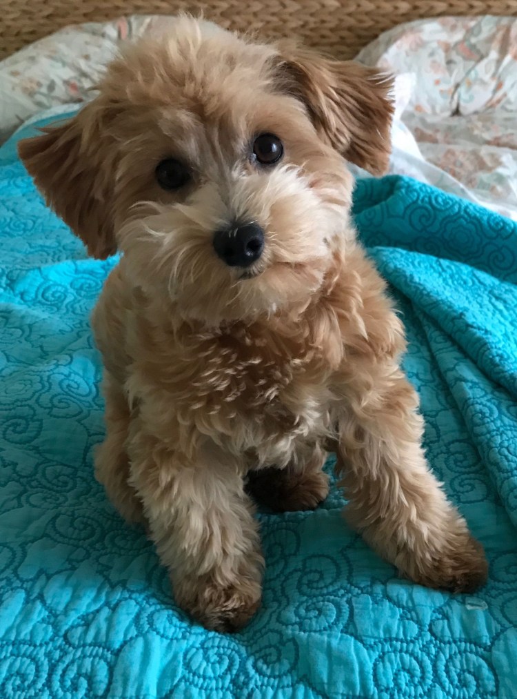 Кокапу Maltipoo