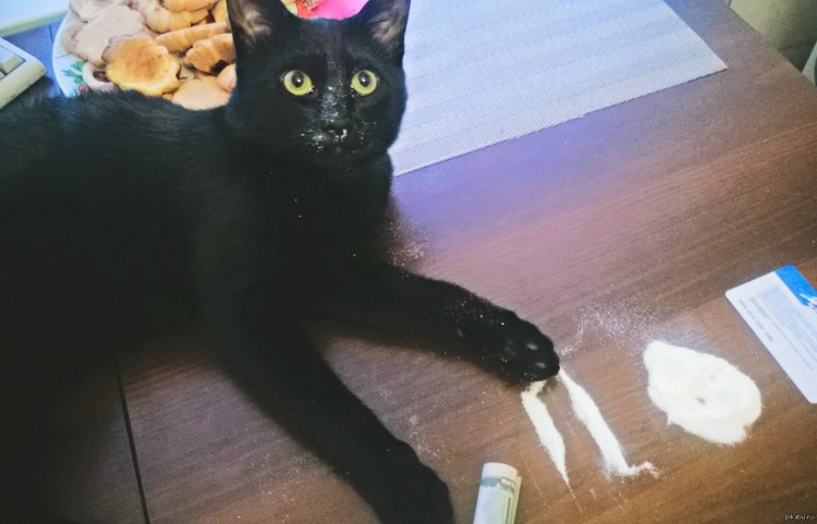 Запах кошачьего туалета