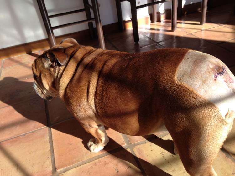 Saphir шарпей шарпей