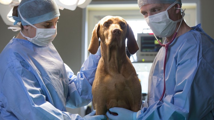 Одна собака