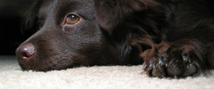 Толстый Мопс