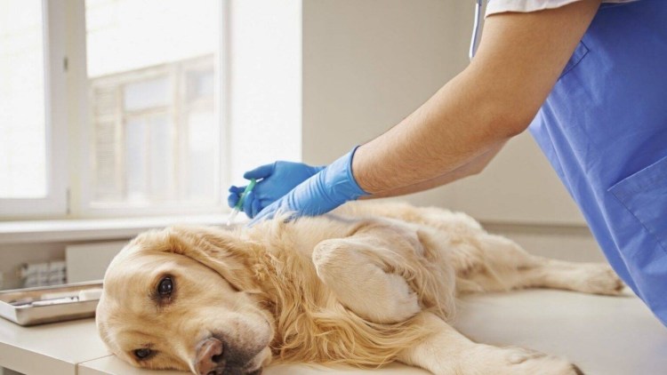 Собачка какает