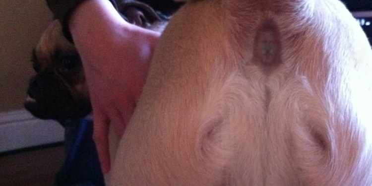 Вакцинация щенков