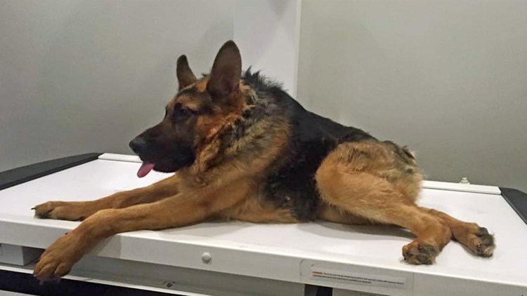 Анальное отверстие собаки