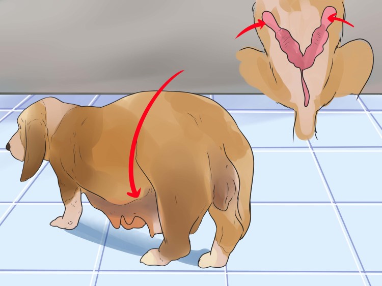 Щенки питбуля