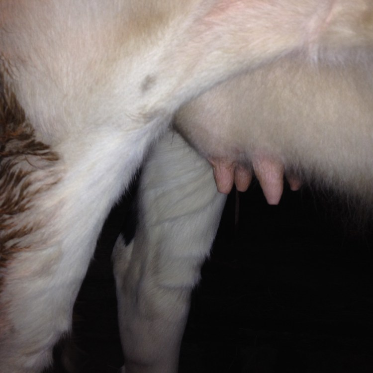 Паразитарные болезни собак