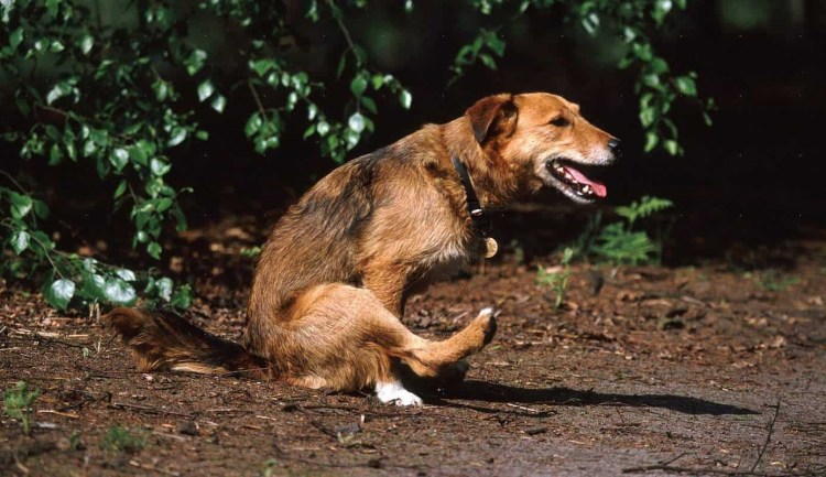 Мешки для собачьих экскрементов на хвост