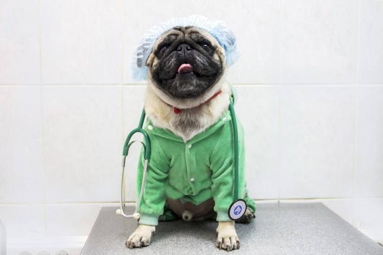 Саркоит оз собак симптомы