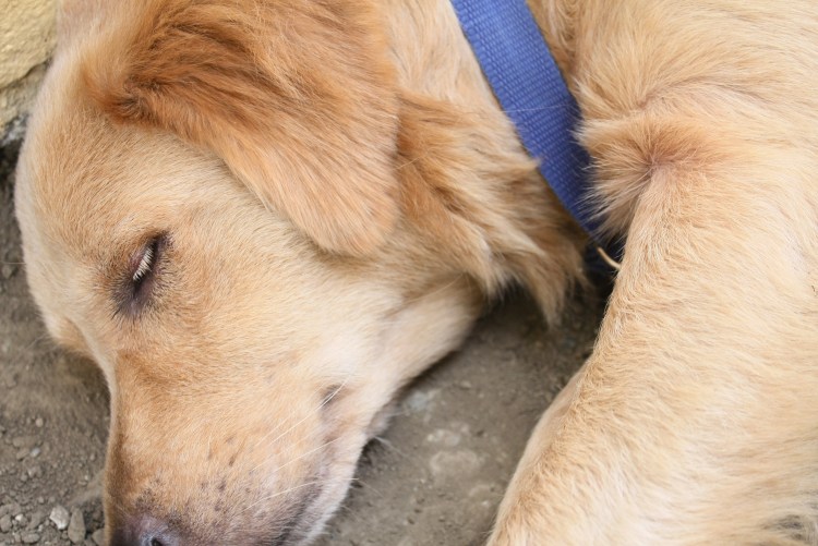 Аргентинский дог на диване