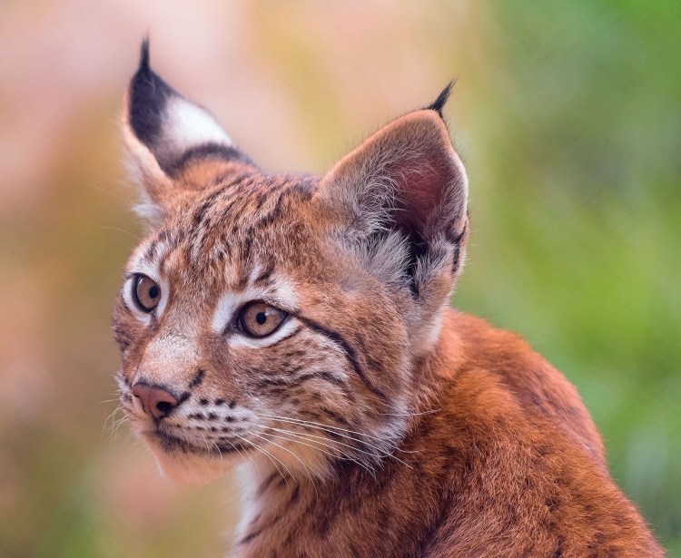 Карликовая Рысь