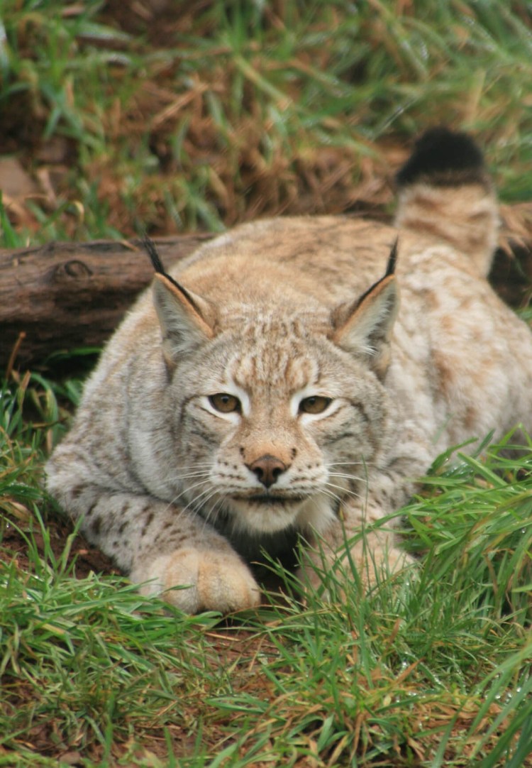 Рысь в квартире