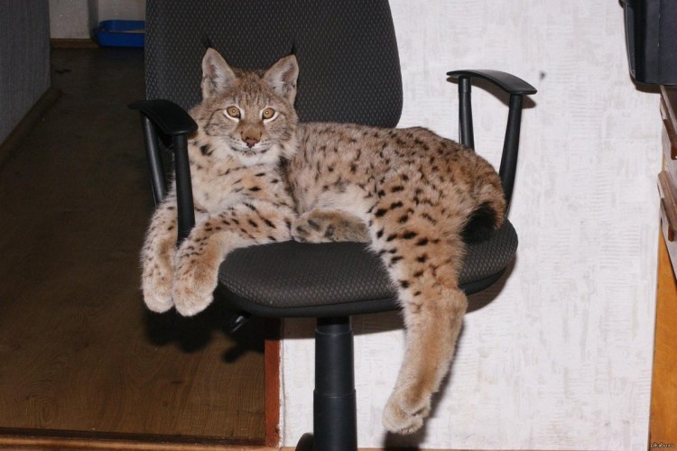 Ручная канадская Рысь