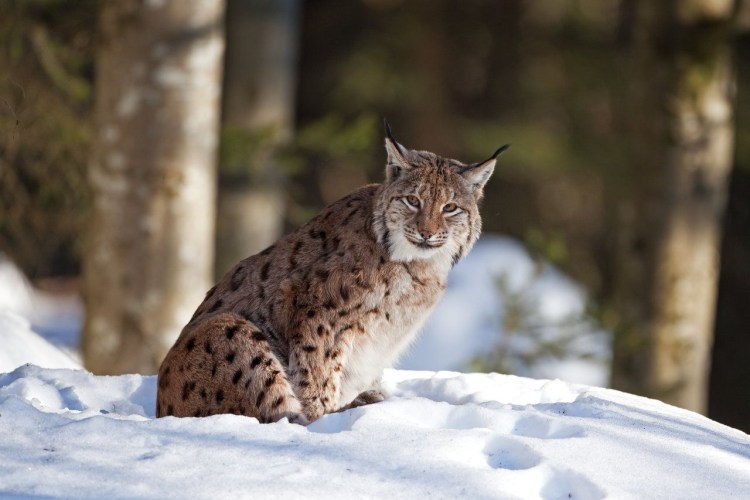 Карликовая Рысь