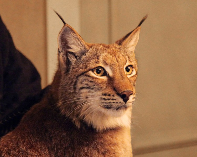 Рысь в Норвегии