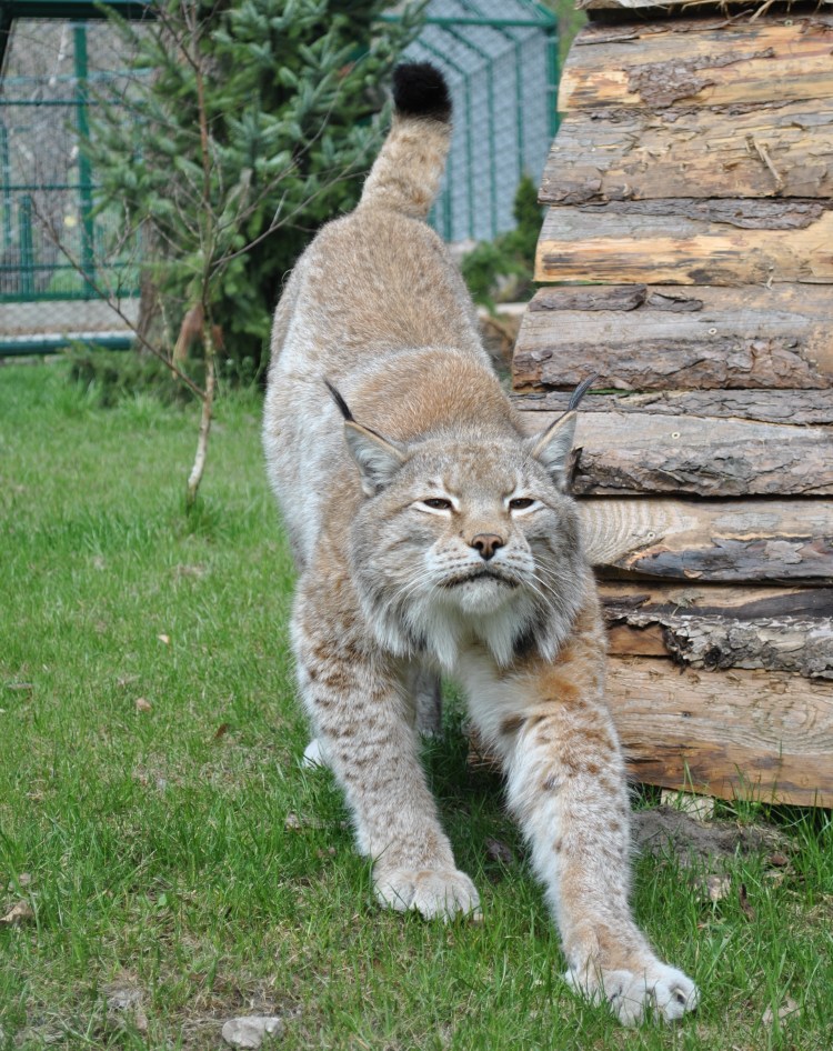 Канадская Рысь домашняя