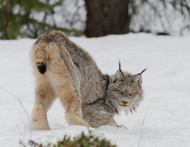 Рысь в Таджикистане