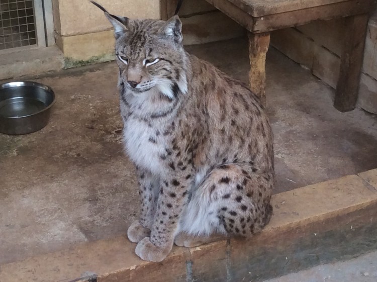 Каракал Нефертити