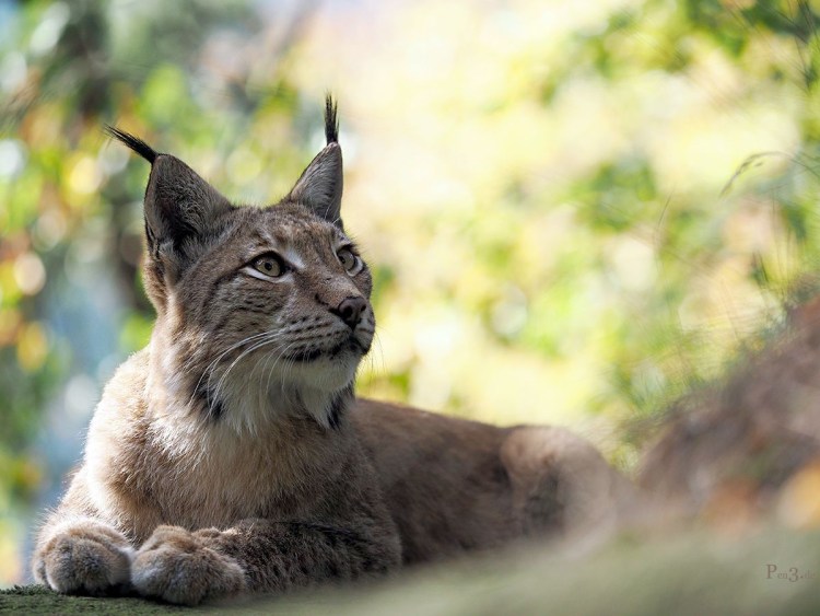 Канадская Рысь лапы