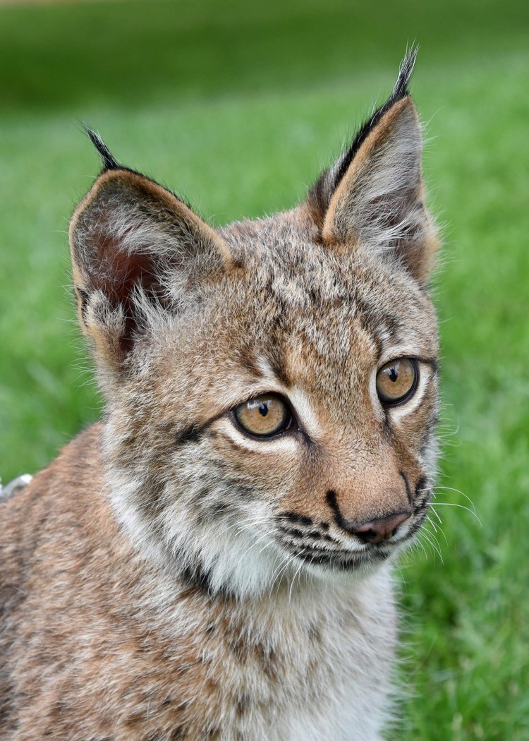 Карликовая Рысь