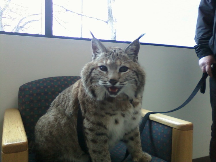 Дальневосточная Камышовая Рысь