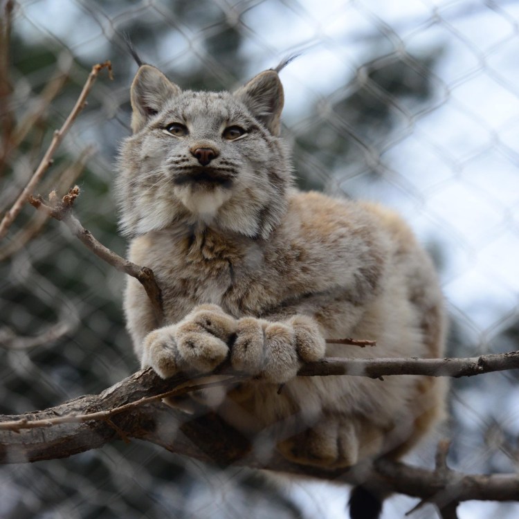 Кот смесь с рысью