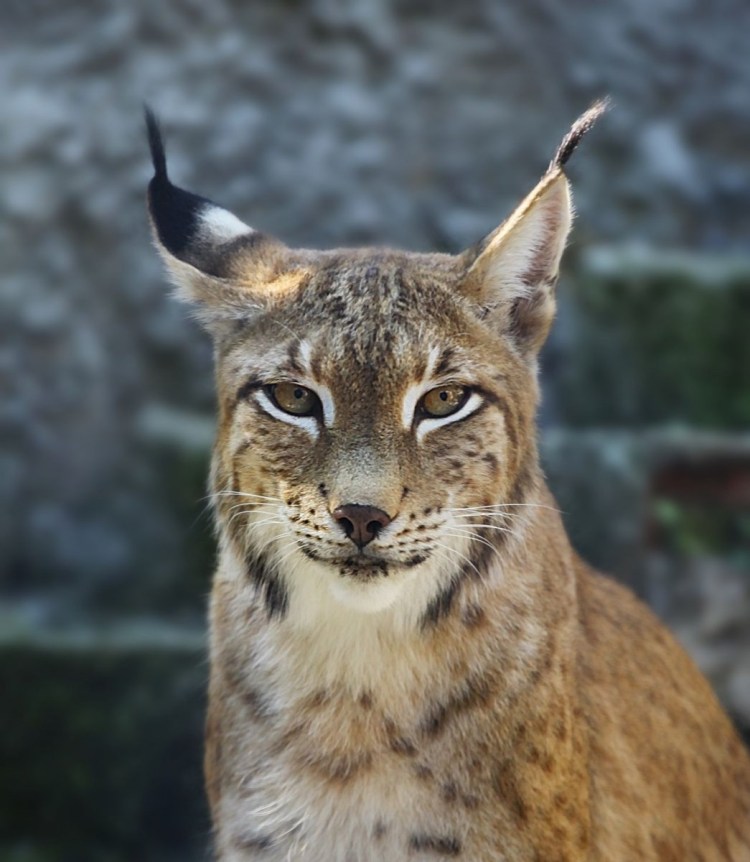 Рысь короткошерстная