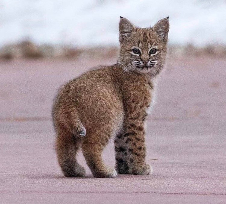 Гималайская Рысь