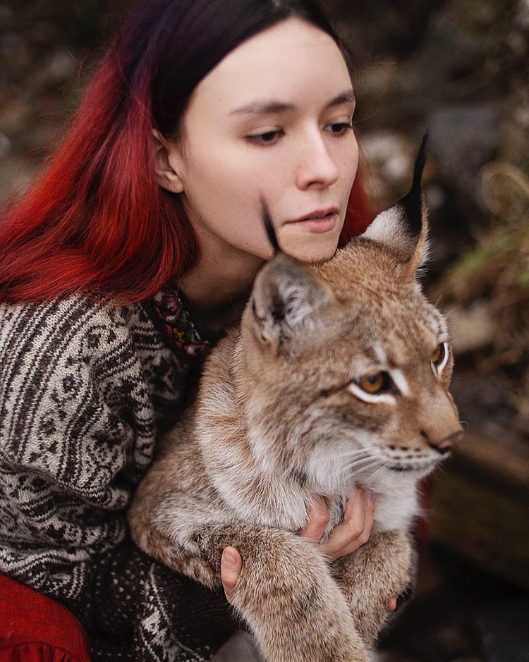 Рысь Сибирская одомашненная