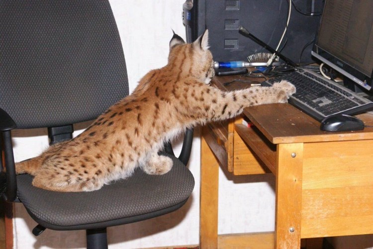 Рысь в Агалатово