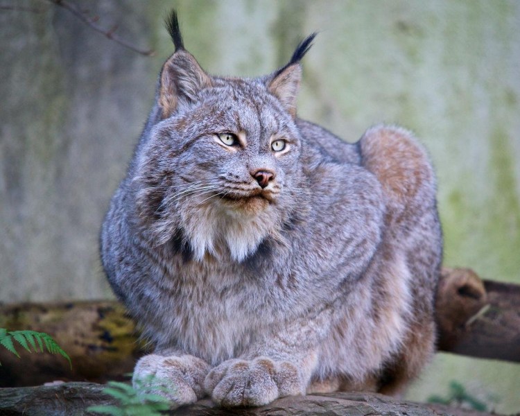 Канадская Рысь