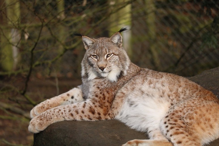 Испуганная Рысь