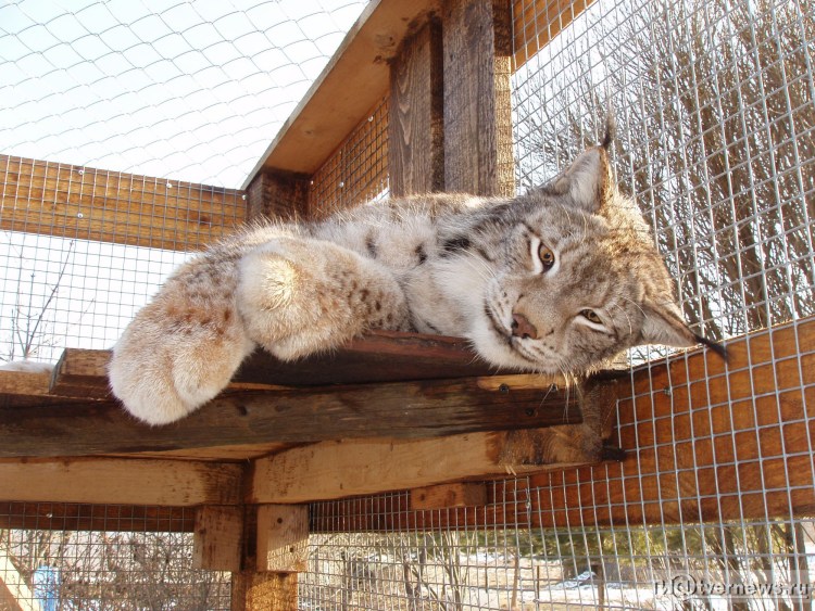 Домашняя Рысь