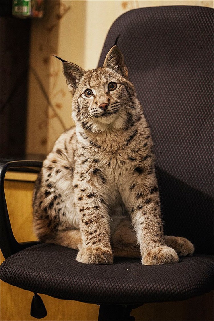 Канадская Рысь домашняя