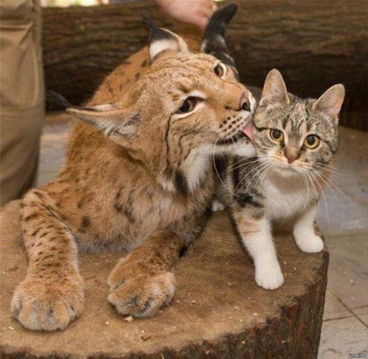 Домашние рыси