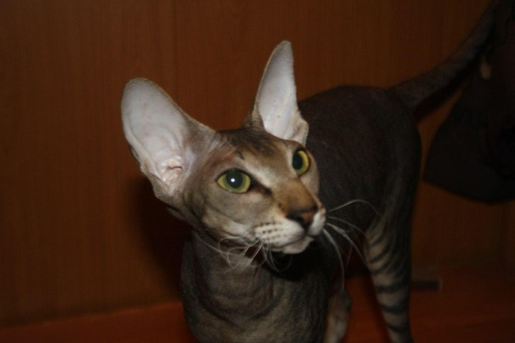 Порода кошек сфинкс с шерстью