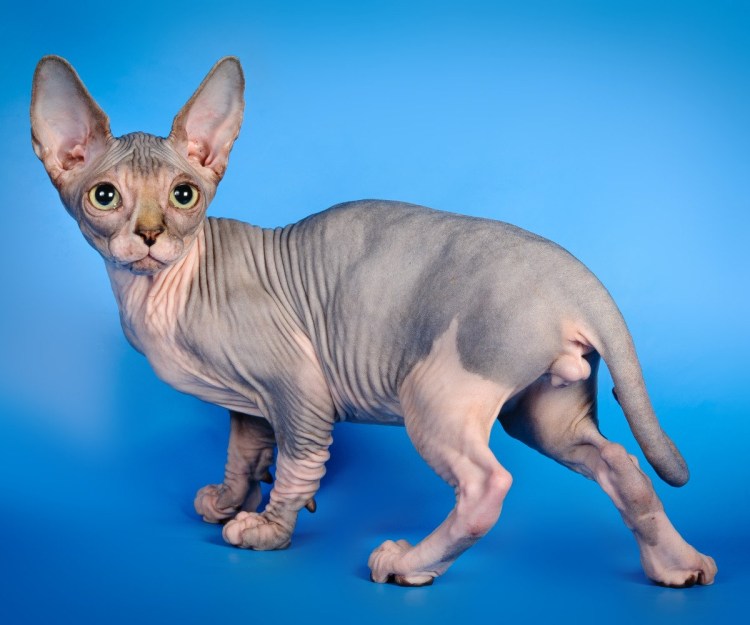 Корниш рекс кошка