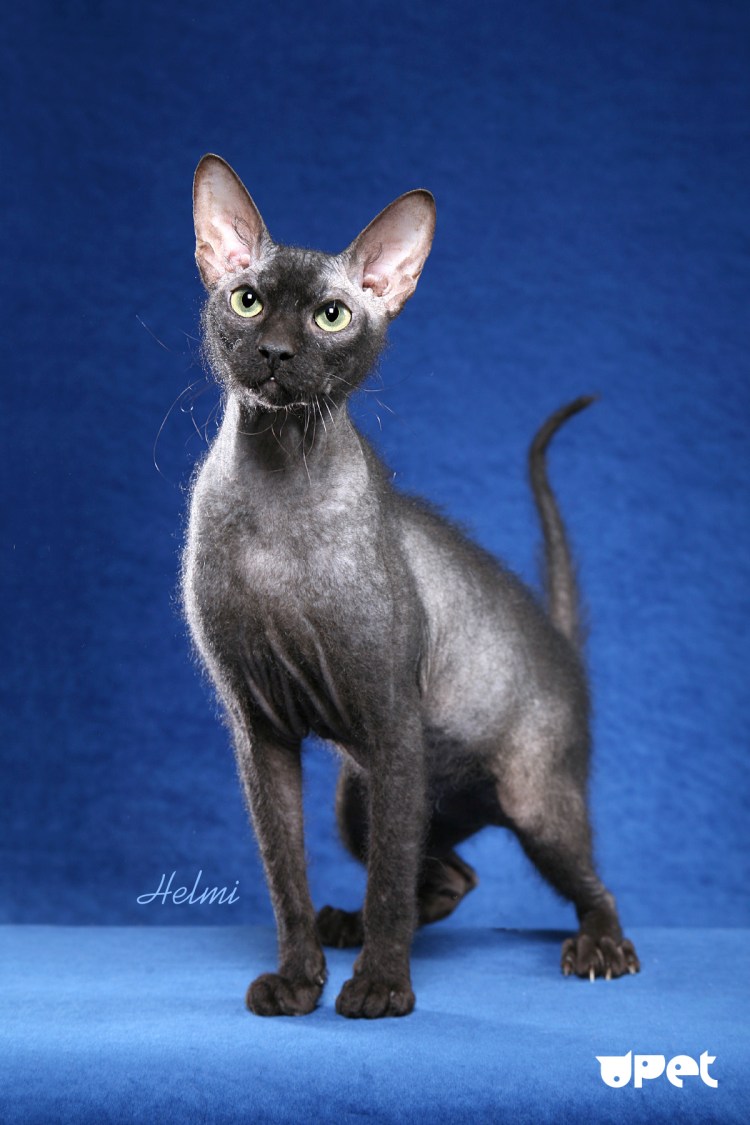 Велюровый сфинкс