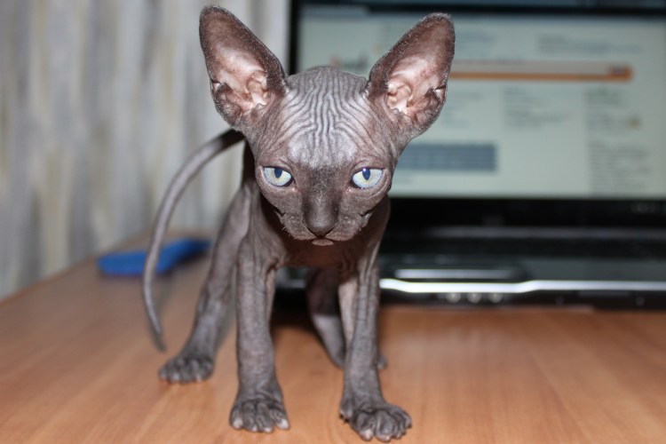 Девон рекс играет