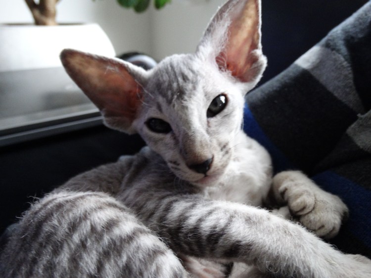 Корниш рекс+канадский браш