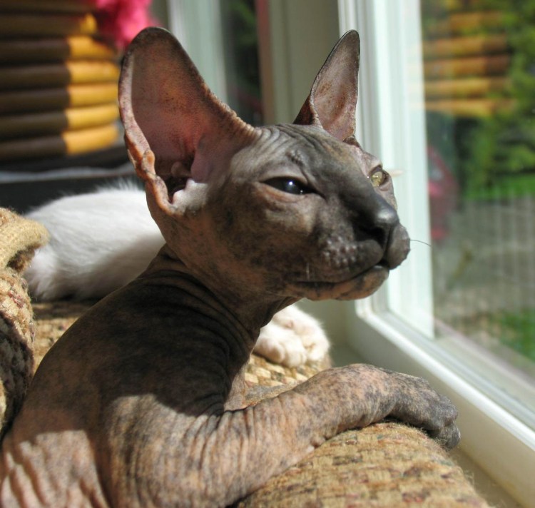 Петерболд Петербургский сфинкс